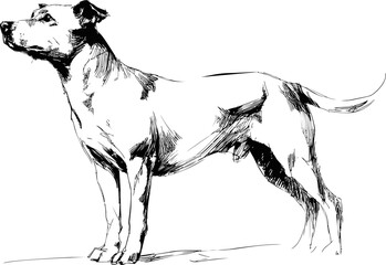 Aufkleber - Sketch of a standing dog with expressive black and white lines. Vector illustration