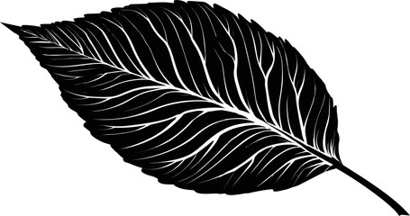 Aufkleber - Silhouette of a detailed leaf with intricate vein patterns in black and white. Vector illustration