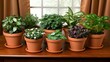 © Habibah - Assorted houseplants in terracotta pots.