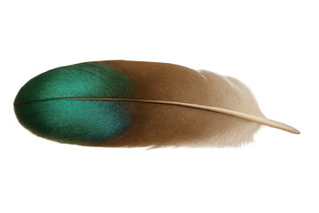 Poster - Detailed macro shot of a teal green and brown bird feather, isolated on a transparent background, ideal for graphic design projects