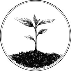 Poster - Black and white illustration of a young plant sprouting in soil, botanical sketch. Vector illustration