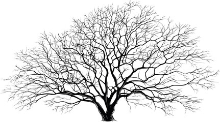 Poster - Silhouette of a bare tree with intricate branches. Vector illustration