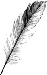 Poster - Intricate black and white feather illustration on a blank. Vector illustration
