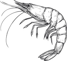Aufkleber - Monochrome sketch of a shrimp with detailed lines and artistic precision. Vector illustration