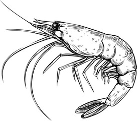 Aufkleber - Detailed black and white line drawing of a shrimp with intricate textures. Vector illustration