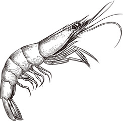 Aufkleber - Detailed black and white illustration of a shrimp, side view sketch design. Vector illustration