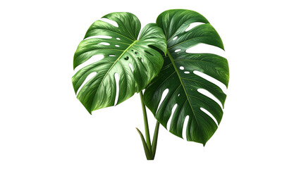 Lush green monstera deliciosa plant leaves with detailed veins and texture against transparent background