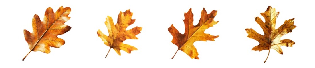 Poster - set of Autumnal leaves design in a decorative arrangement. isolated on transparent background