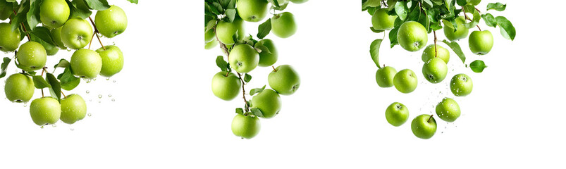 Poster - set of Green apples on branches against a transparent backdrop.