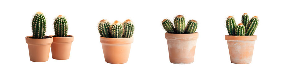 Poster - set of small cacti in terracotta pots isolated on transparent background