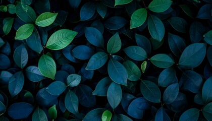 Poster - Close-up of vibrant green and dark teal leaves creating a lush, natural background texture. Beautiful foliage pattern fills the frame.