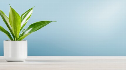 Poster - Elegant indoor plant displayed in a minimalistic white vase enhancing the aesthetic of the room