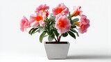 Small pink and orange flower pot with a pink flower in it. The flower is in the center of the pot and surrounded by other flowers. The pot is placed on a white background