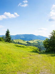 Wall Mural - mountain landscape in summer. carpathian mountain range background. beautiful countryside with green