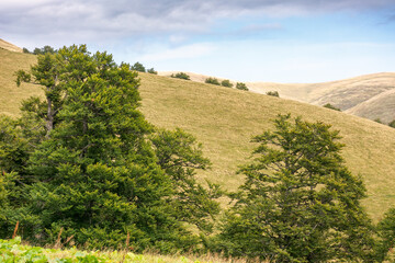 Wall Mural - hills of svydovets ridge behind the beech forest. distant grassy hillside. beautiful scenery of carp