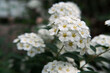 © Xeniya - Spirea blooming bush close up view, macro white tiny spring flowers