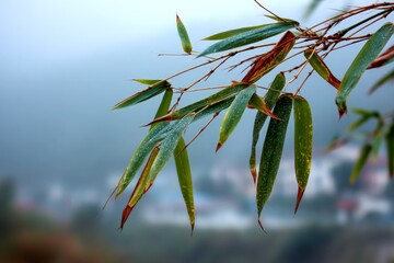 Aufkleber - Bamboo leaves glistening with raindrops amidst a foggy landscape in the early morning light