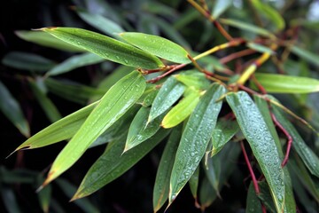 Poster - Lush bamboo leaves glistening with raindrops in a serene garden setting