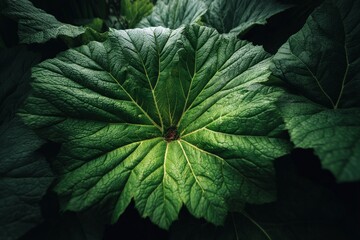 Aufkleber - Large green leaf close-up with textured surface showing intricate veins and natural lighting in a lush garden setting
