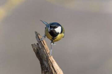 Wall Mural - Parus major