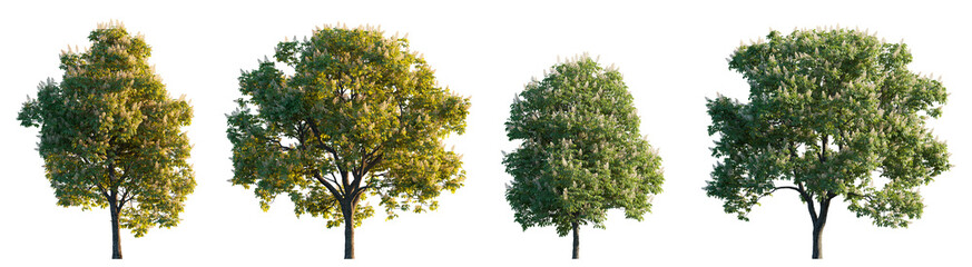 aesculus hippocastanum, the horse chestnut trees isolated sunset and daylighting png on transparent 