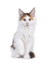 Aufkleber - Cute tortie Maine Coon cat kitten, sitting up facing front with one paw playfull lifted up. Looking straight towards camera. Isolated on a white background.