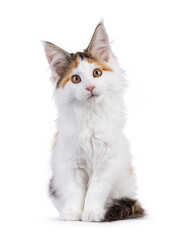 Aufkleber - Cute tortie Maine Coon cat kitten, sitting up facing front. Looking straight towards camera with interested head tilt. Isolated on a white background.
