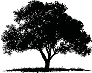 Poster - Silhouette of a large oak tree with detailed branches. Vector illustration