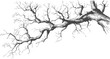 © cac_tus - Detailed drawing of an intricate tree branch in monochrome art style, nature sketch. Vector illustration