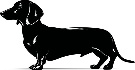 Aufkleber - Black silhouette of dachshund dog standing in profile, elegant pet illustration. Vector illustration
