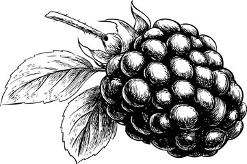 Poster - Detailed black and white illustration of a raspberry with leaves, hand-drawn art. Vector illustration
