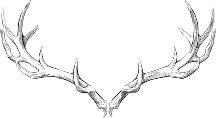 Poster - Detailed line drawing of symmetrical deer antlers. Vector illustration