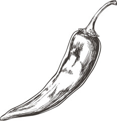 Poster - Detailed black ink sketch of a single chili pepper. Vector illustration
