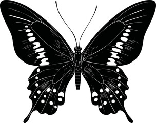 Poster - Black and white illustration of a butterfly with intricate wing details. Vector illustration