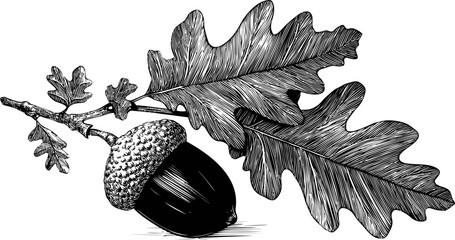 Poster - Detailed black and white illustration of an acorn and oak leaves on a branch. Vector illustration