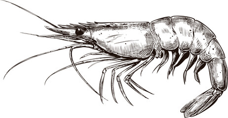 Poster - Detailed black and white illustration of a shrimp with intricate textures. Vector illustration