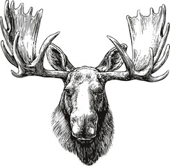 Poster - Detailed black and white illustration of a moose head with large antlers. Vector illustration