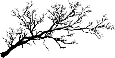 Poster - Silhouette of a leafless tree branch isolated. Vector illustration