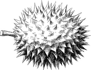 Poster - Detailed black and white illustration of spiky durian fruit, botanical sketch. Vector illustration