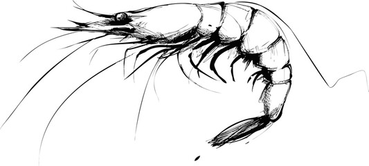 Aufkleber - Sleek black and white sketch of a shrimp with detailed linework. Vector illustration