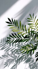 Poster - Palm frond casting shadows on white surface studio shot minimalist botanical nature photography