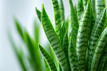 Poster - close-up of a lush green snake plant showcasing its vibrant patterned leaves in sharp detail, a symb