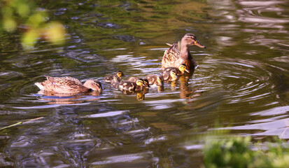 Wall Mural - A duck family has gathered together and is swimming in the green water..