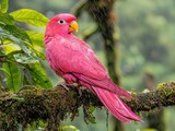 Pink parrot perched on mossy branch in rainforest