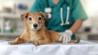 © pibi37.studio - Dog On Examination Table At Veterinary Clinic With Vet In Background. Pet Receiving Medical Care And Attention