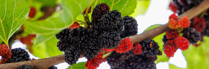 Poster - Many black mulberry bunches on tree branches, banner