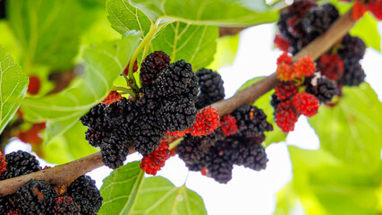 Poster - Many black mulberry bunches on tree branches. Black morus berries in garden. Mulberry tree with ripe morus fruit outdoor. Superberry Black Mulberry Tree.