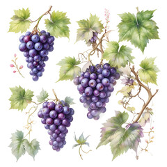 Aufkleber - Grape bunches with leaves and flower blossoms on a white background