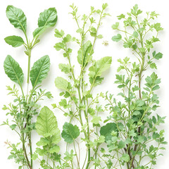 Aufkleber - Assorted branches of plant life arranged against a clean white surface