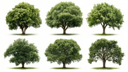 Aufkleber - Series of trees are shown in different sizes and positions. The trees are all green and appear to be in a park or forest setting. Concept of tranquility and natural beauty